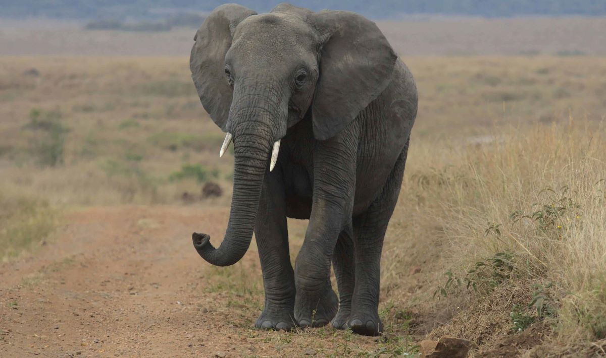 Learn About the Elephant