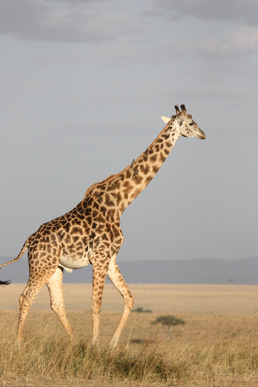 all about animal name here