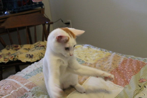 Tankie Playful
