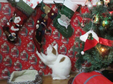 Xmas 